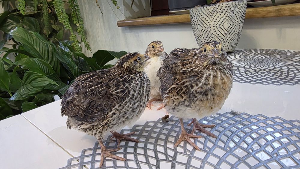 Przepiórka Japońska