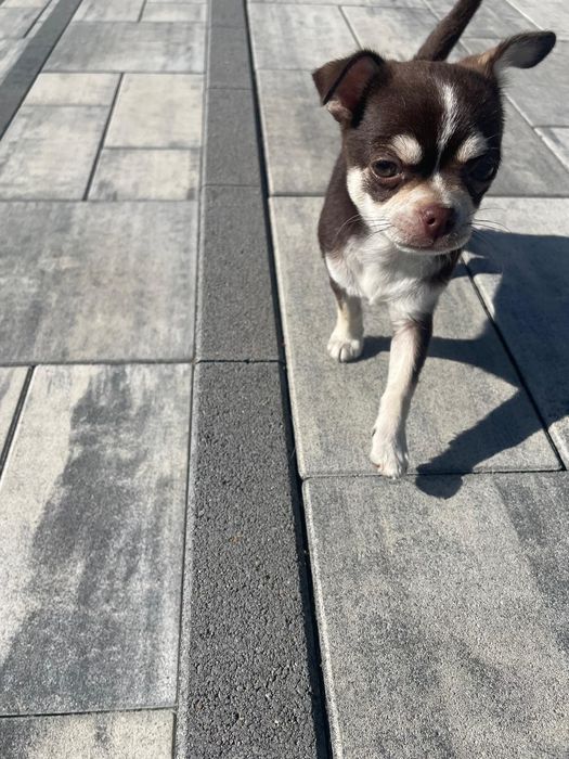 Chihuahua krótkowłosy suczka