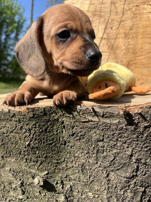 Цуцики такси, таксята