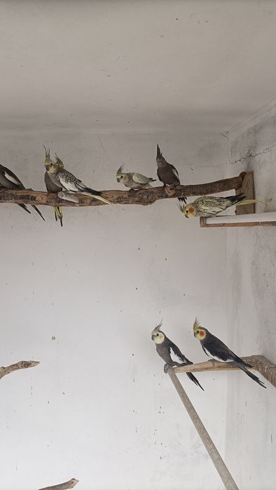 Caturras deste ano