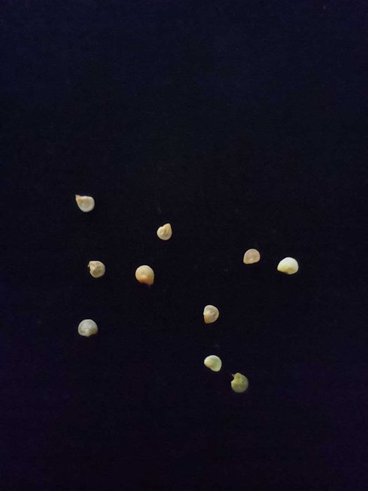 Насіння перцю чилі особливо гострий