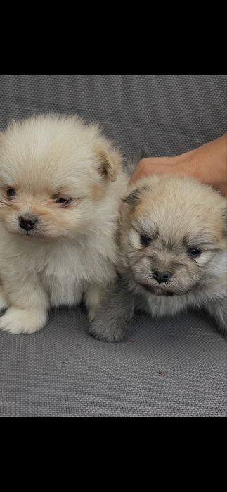 Підростають щинята порода  шпіц