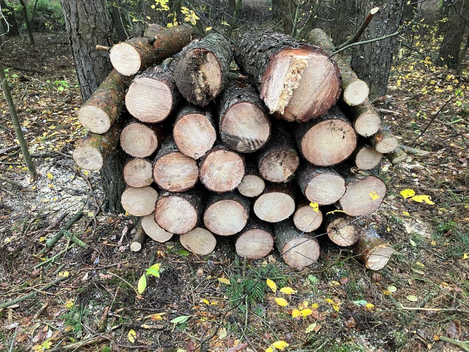 Sprzedam drewno sosnowe.