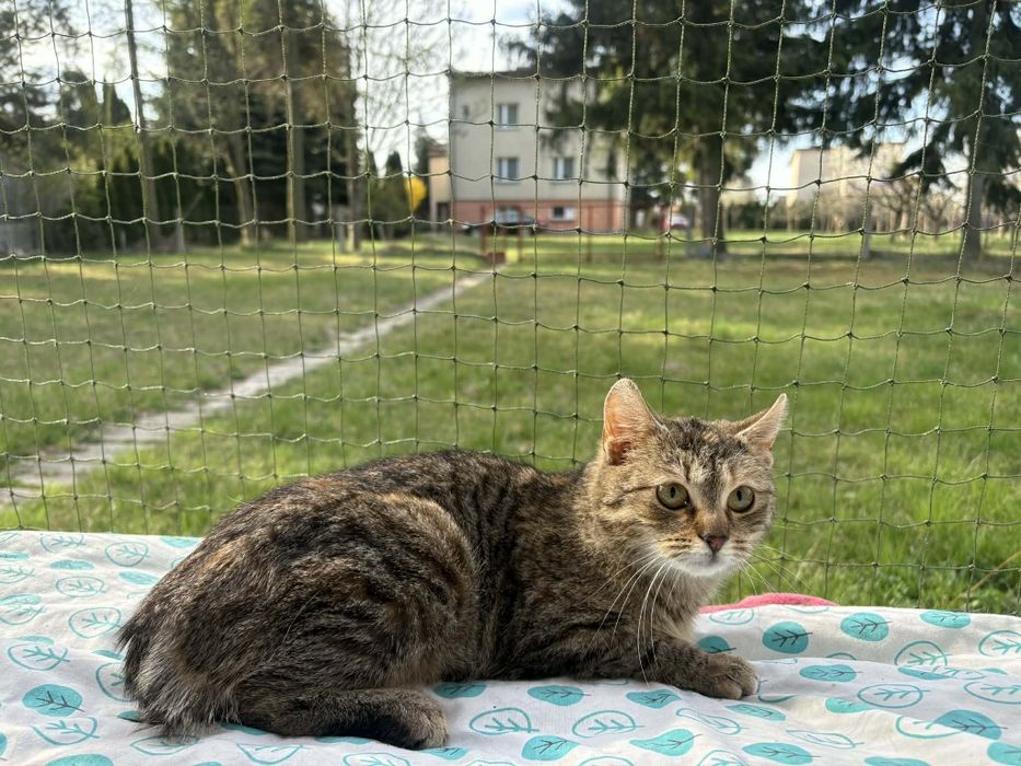 Kociczka Iskierka szuka domu