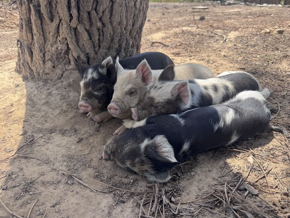 Porcos  KuneKune
