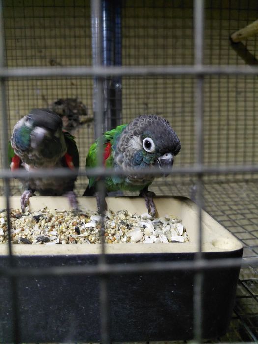 Casal de pyrrhuras lepidas