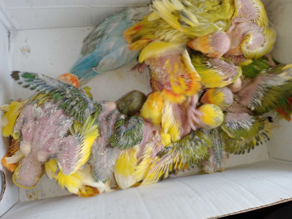 Vendo  agapornis bebés meiguinhos