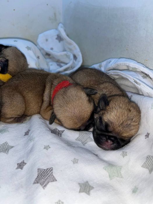 Мопсы малыши 5 мальчиков 3 девочки