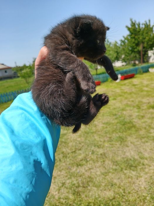 Віддам в добрі руки
