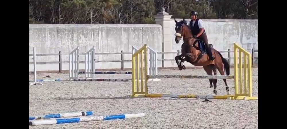Cavalo trotador frances puro