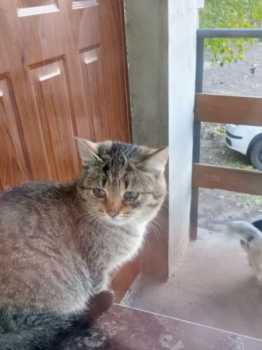 Oddam w dobre ręce kotke