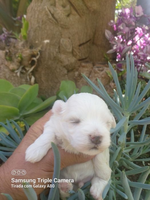 Lindo menino bixon maltês