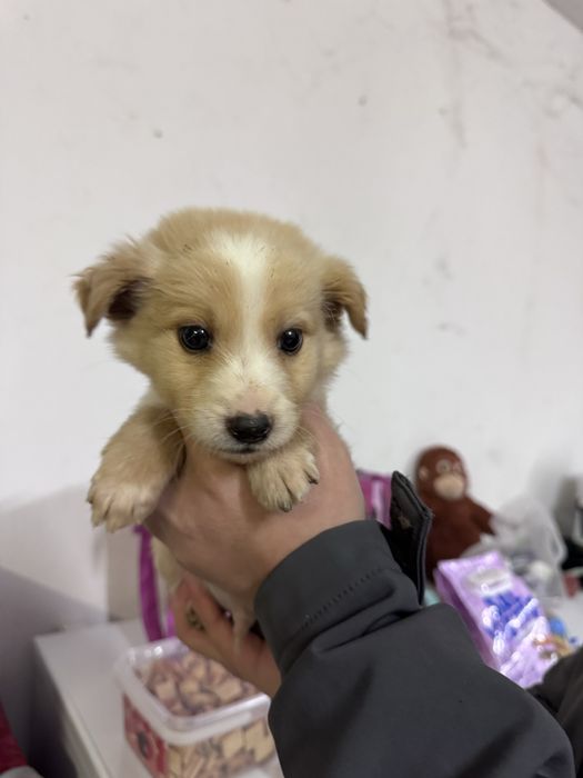 Bebés porte pequeno/médio