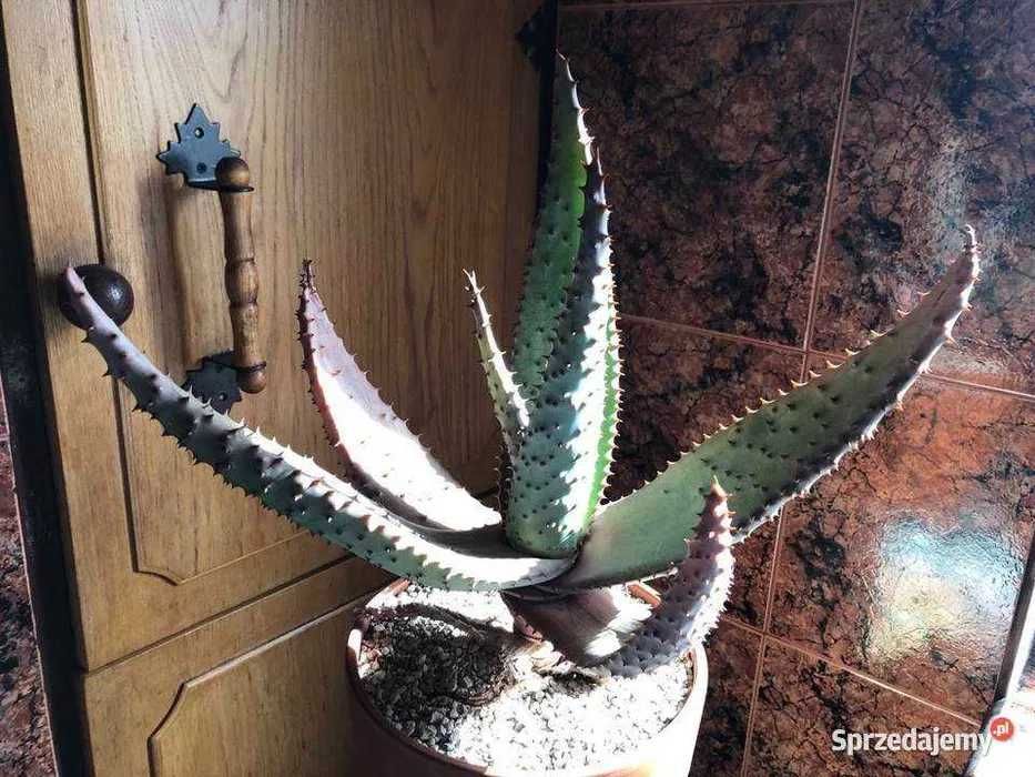 Aloes - aloe marlothii, rzadka roślina dla kolekcjonera