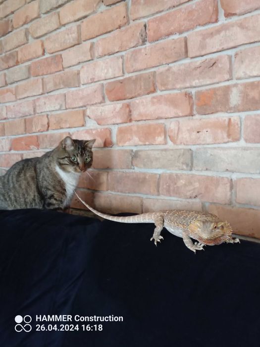 Zaginął 2 letni kocurek Inex