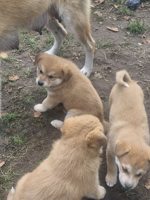 Akita inu pieski i sunie