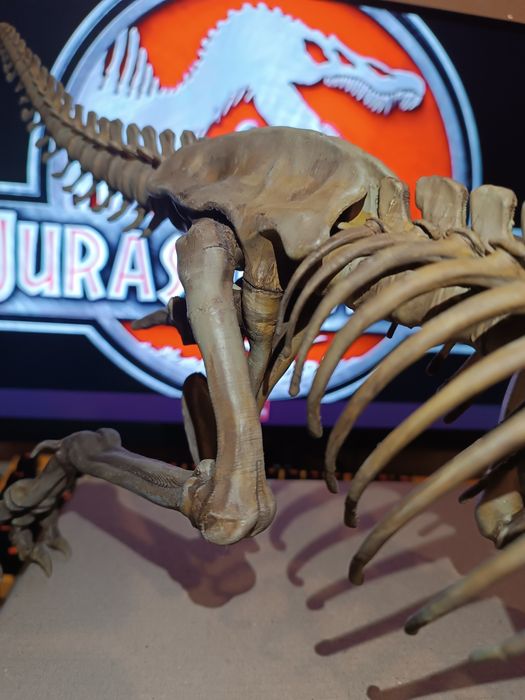 Скелет тиранозавр Рекс. T-Rex