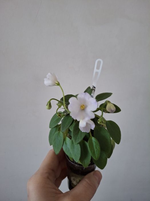 Фиалки  трейлеры