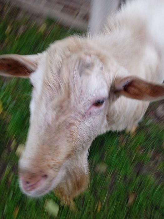 В'язка, цап молодий.