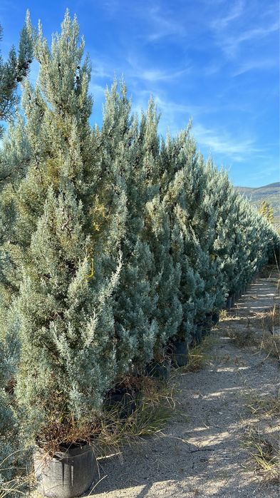 Продам кипарис Аризонский Италия