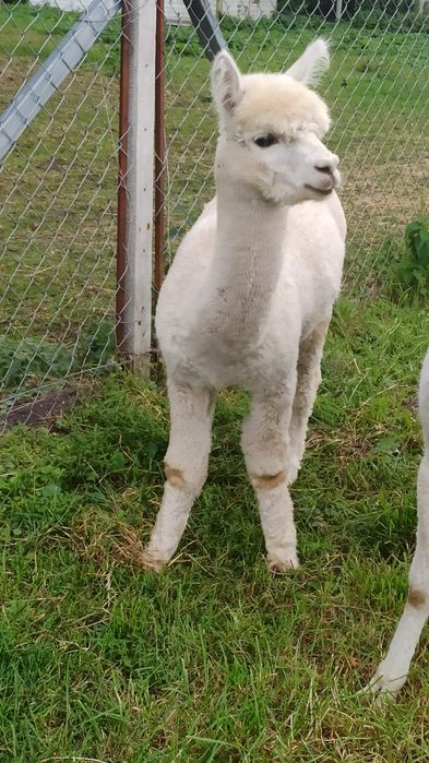 Alpaka samiec na sprzedaż