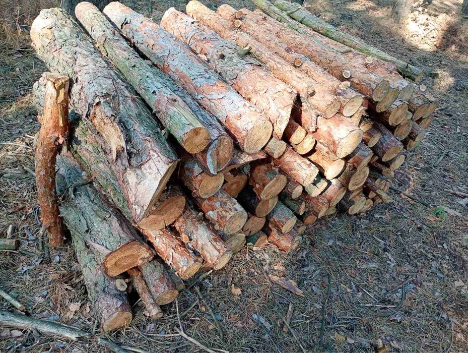 Соснові дрова від 1600 грн/складометр опт  — дніпро і кам'янське!