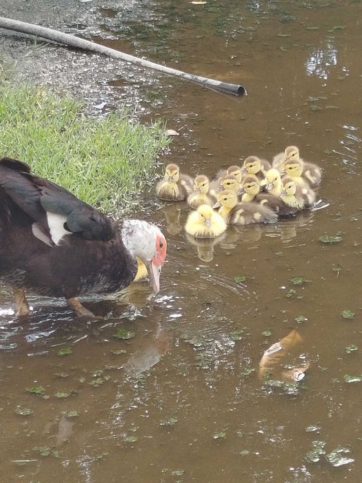 Patos mudos com 15 dias