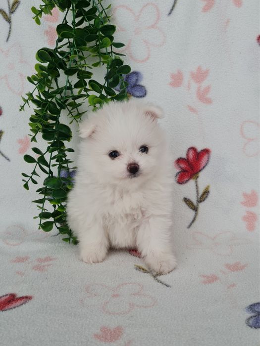 Estupendo mini mini 600g Lulu da Pomerânia / Spitz Alemão Anão de Qualidade
