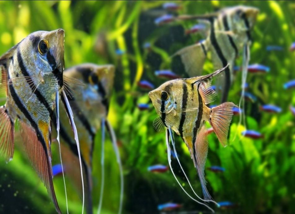 Скалярія скалярия полосата платинова петушок