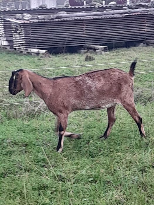 Кізочка Англо Нубійка 100%