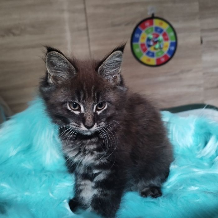 Dziewczyna Maine Coon