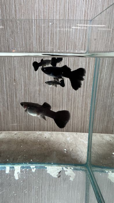 Самцы Гуппи full black чистая линия. Хелены