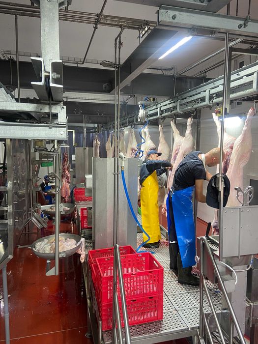 Стрічкова пила EFA SB 287E
для розпилювання туш свиней. Полутуш. Пила.