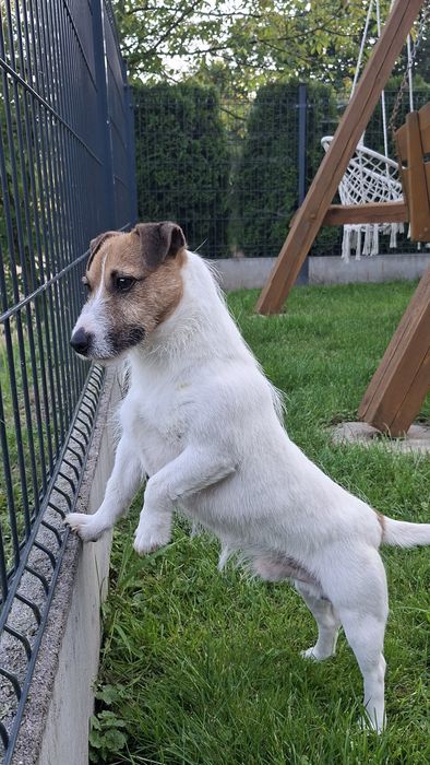 Pies Jack Russel Terier