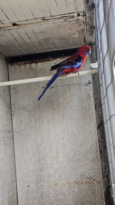 Rosella penante macho