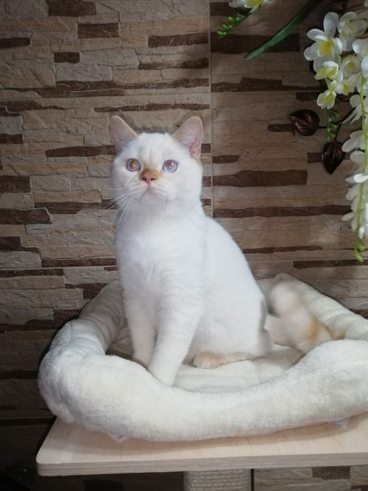 Kot koty kocięta kotki brytyjski