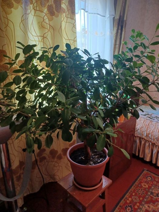 Фікус Бенджаміна