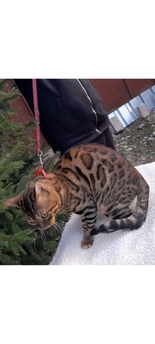 Продам шикарного бенгальского котика