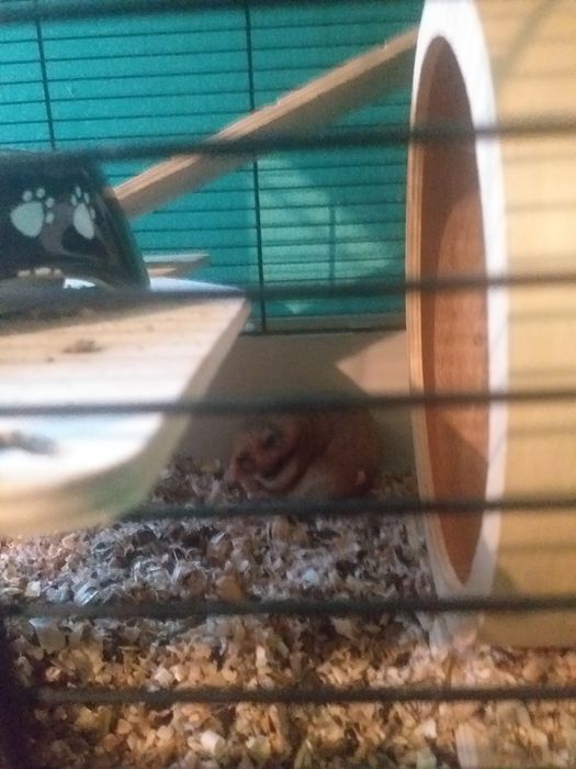 Sprzedam chomiki z klatką