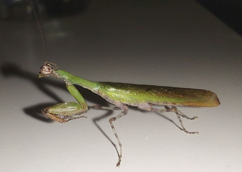 Acromantis Japonica samiec imago