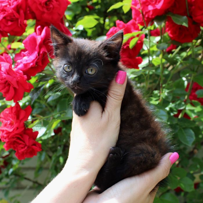 Котик шукає родину