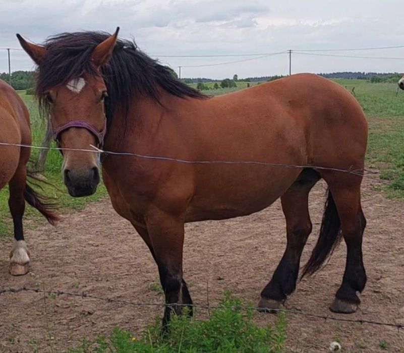 Klacz zimnokrwista źrebna