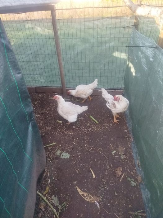 Quinta do rato rua da linha arazede