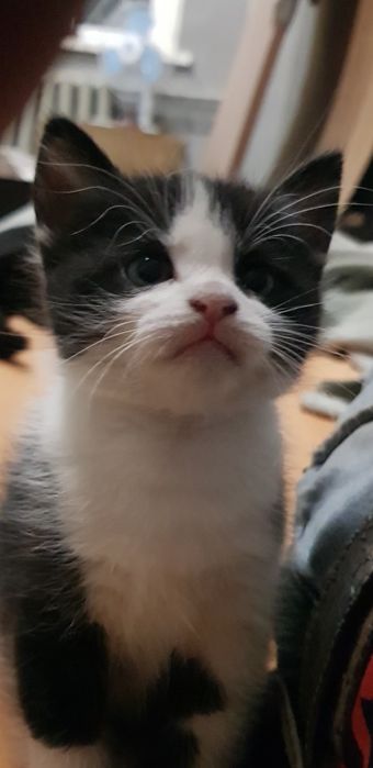 Отдам Котенка в Хорошие Руки.