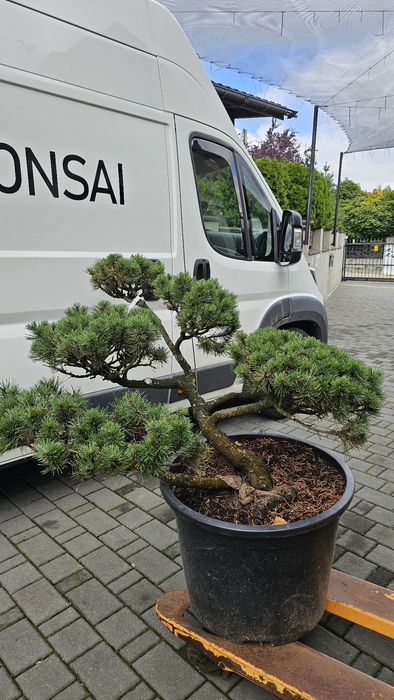 Bonsai  rośliny formowane