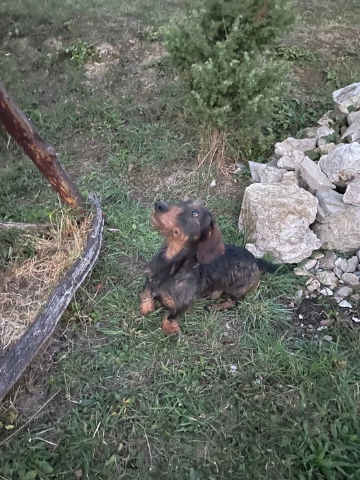 Може когось зацікавить для злучки собаки мисливські