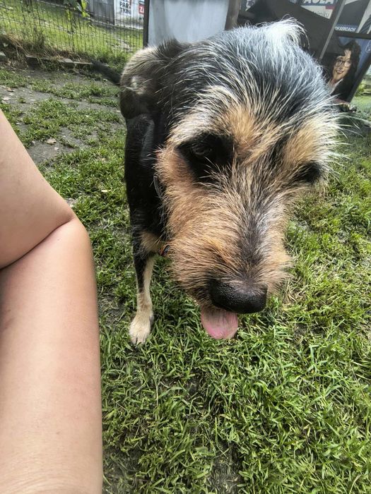 Figa cudowna sunia do adopcji