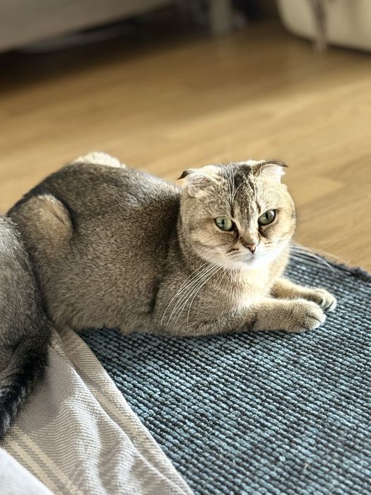 Scottish fold/stright Шотландські малята