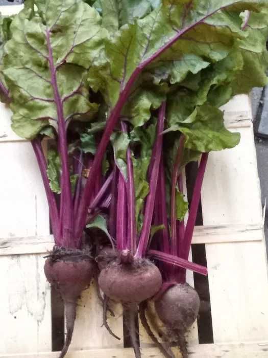 Dynia, buraki, marchewka, pietruszka, cukinia, gruszki