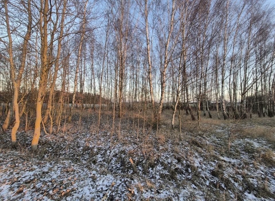 Ziemia rolna zalesiona brzózkami